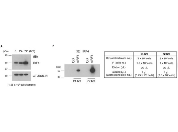 Immunoprecipitation using Goat TrueBlot® ULTRA: Anti-Goat IgG HRP